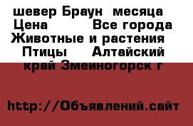 шевер Браун 2месяца › Цена ­ 200 - Все города Животные и растения » Птицы   . Алтайский край,Змеиногорск г.